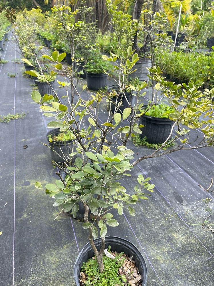 guaiacum-officinale-lignum-vitae