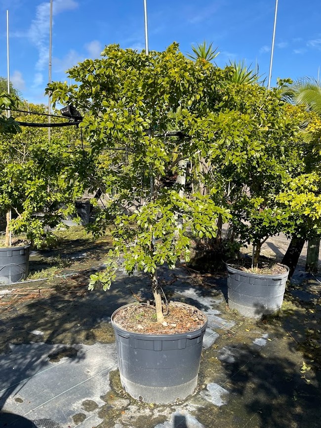guaiacum-officinale-lignum-vitae