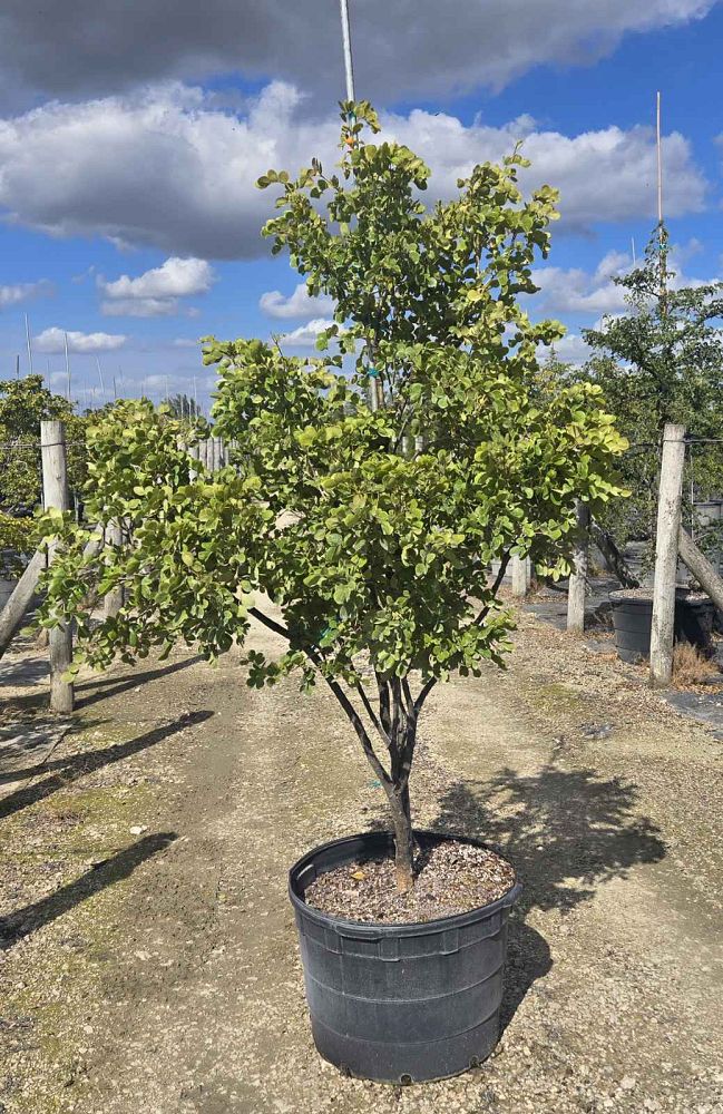 guaiacum-officinale-lignum-vitae