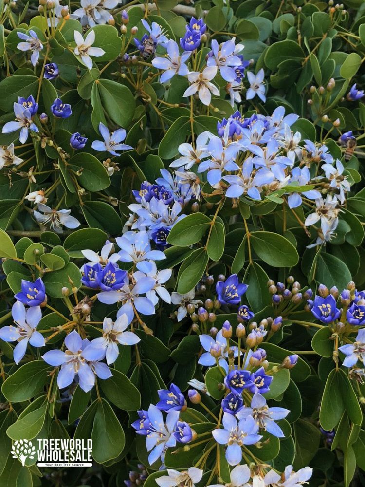 guaiacum-officinale-lignum-vitae