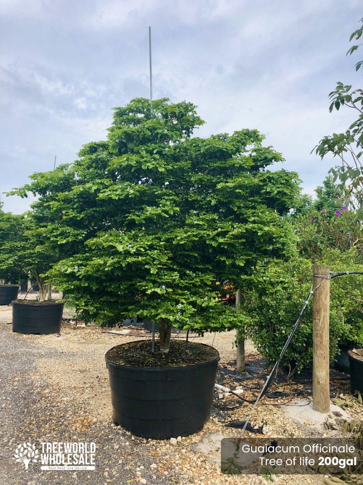 guaiacum-officinale-lignum-vitae