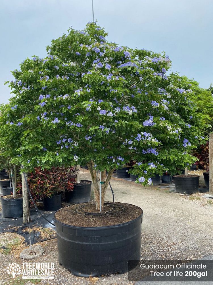 guaiacum-officinale-lignum-vitae