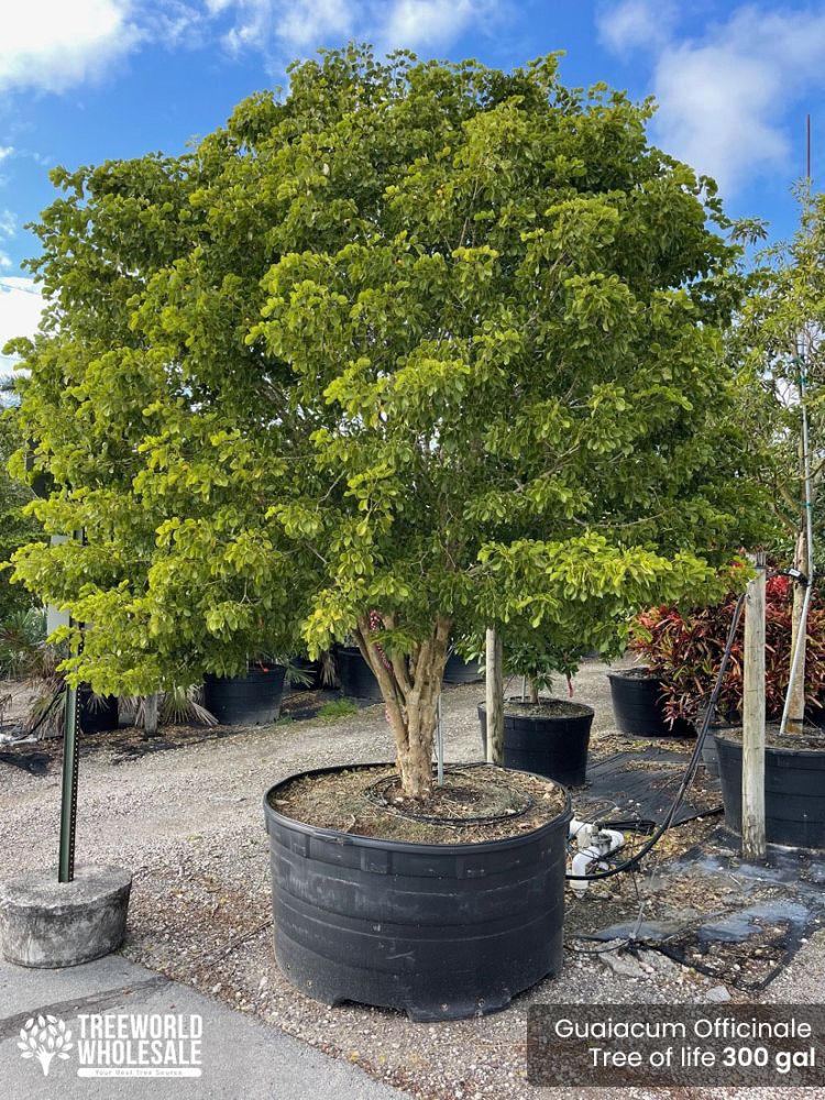 guaiacum-officinale-lignum-vitae