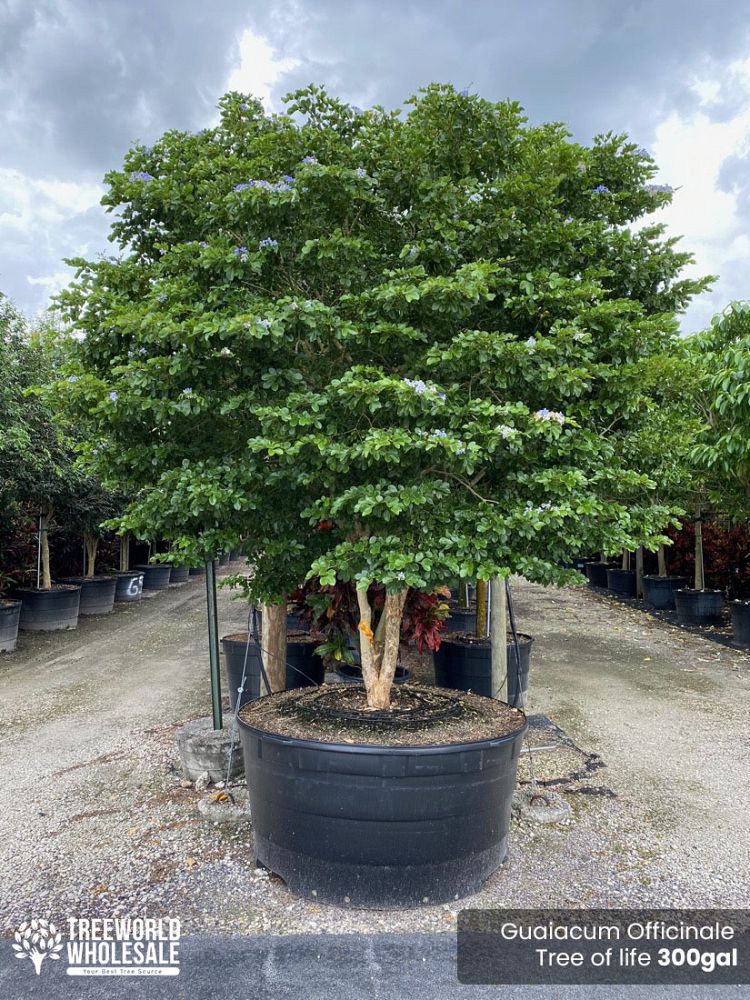 guaiacum-officinale-lignum-vitae