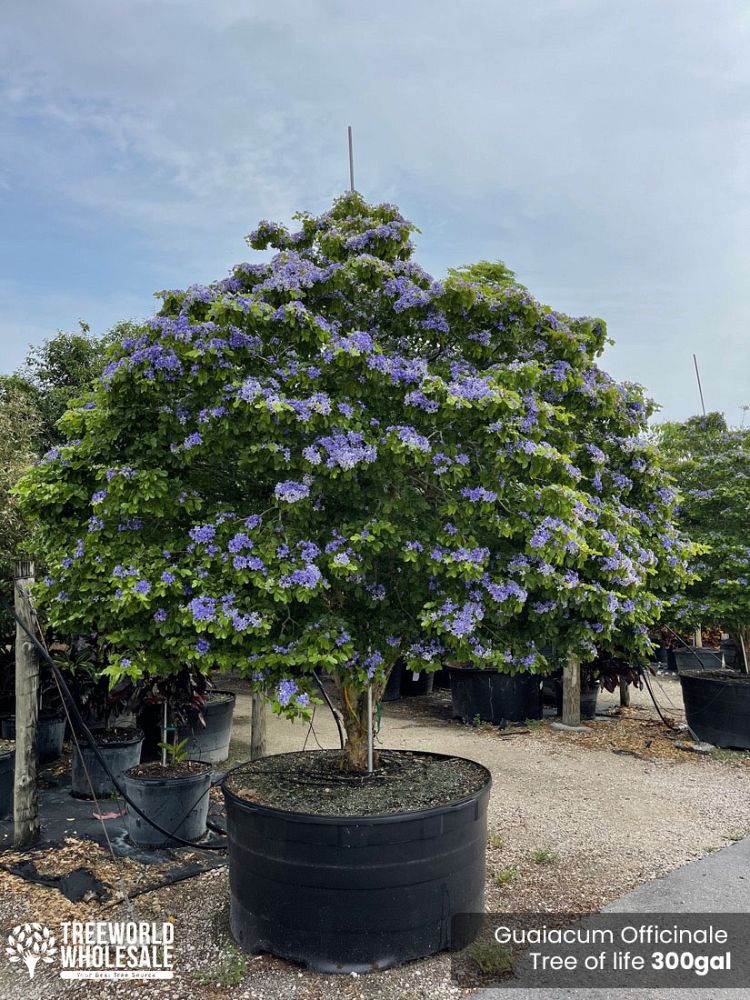 guaiacum-officinale-lignum-vitae