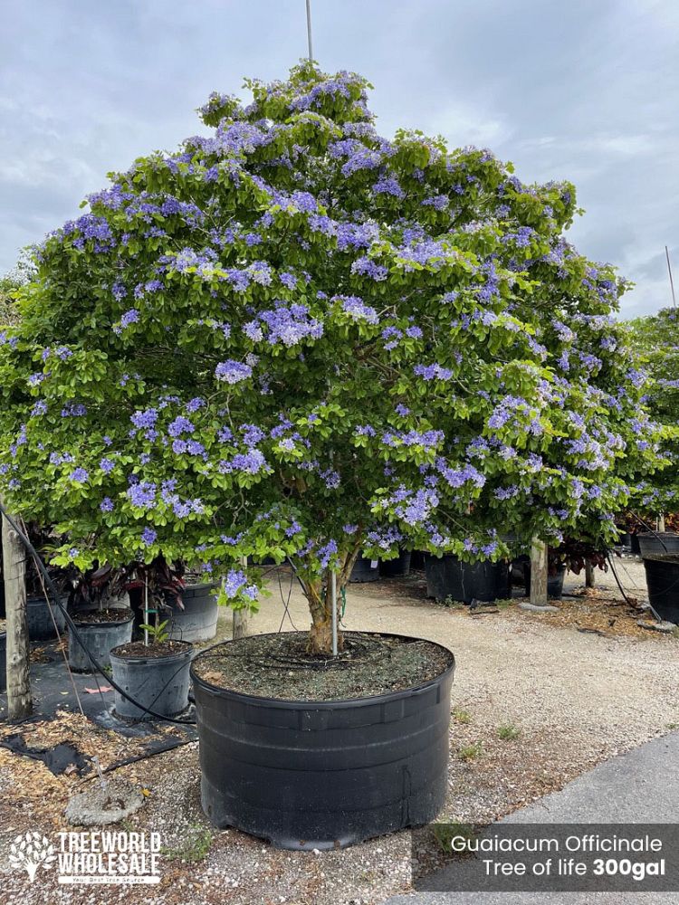 guaiacum-officinale-lignum-vitae