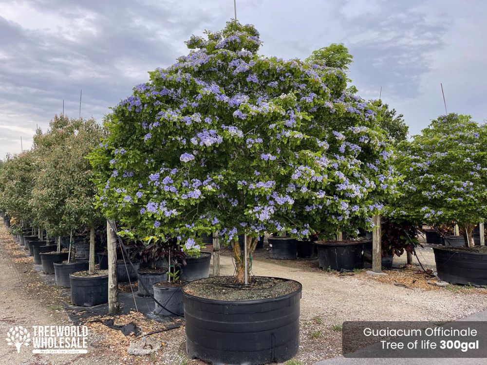 guaiacum-officinale-lignum-vitae