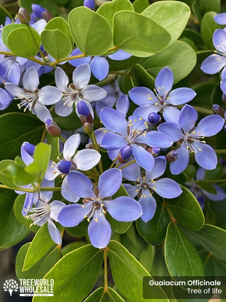 guaiacum-officinale-lignum-vitae