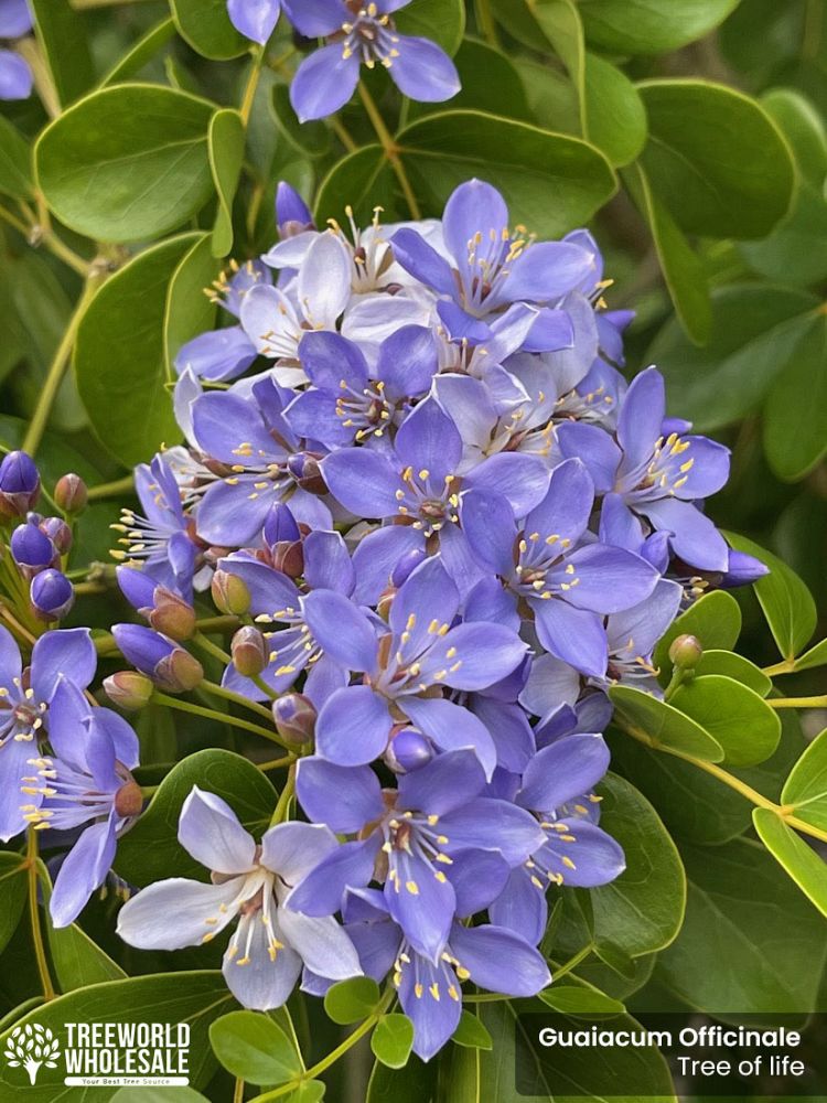 guaiacum-officinale-lignum-vitae