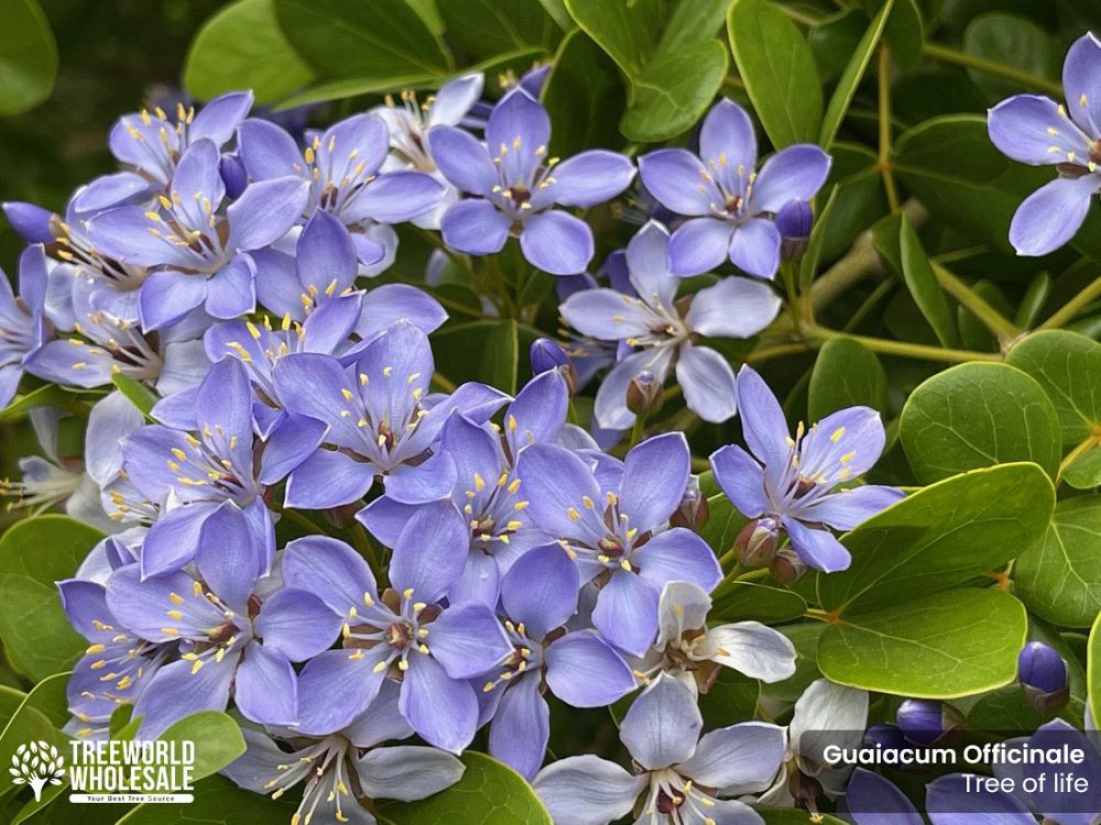 guaiacum-officinale-lignum-vitae