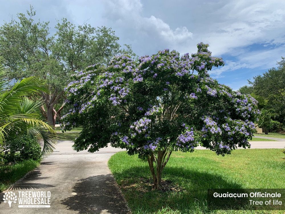 guaiacum-officinale-lignum-vitae
