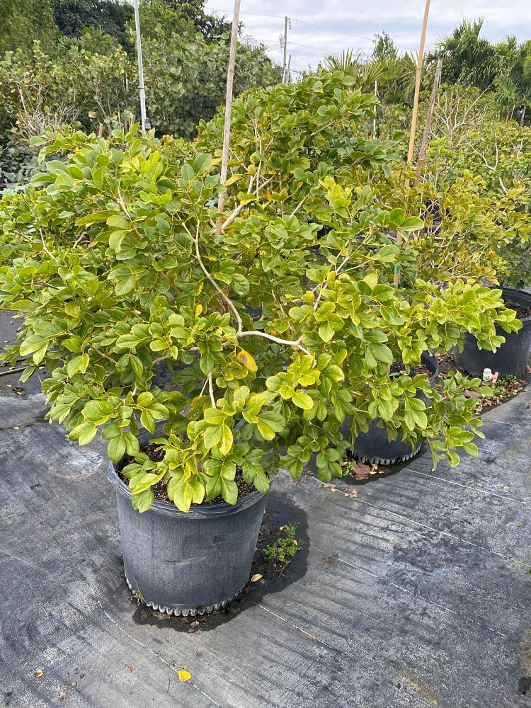 guaiacum-officinale-lignum-vitae