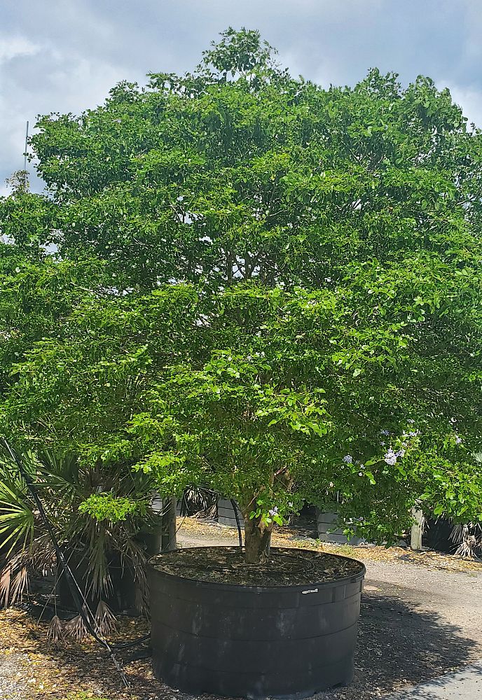 guaiacum-officinale-lignum-vitae
