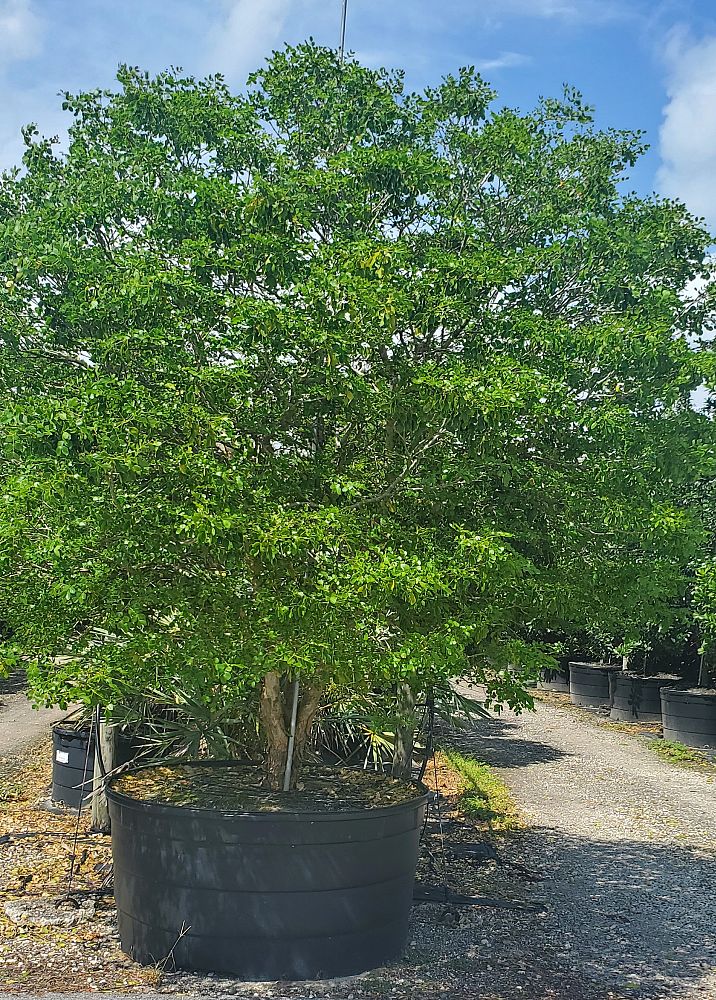 guaiacum-officinale-lignum-vitae