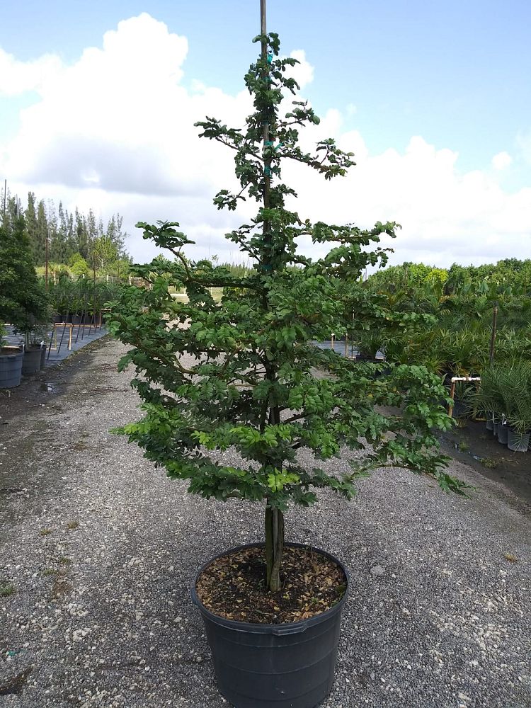 guaiacum-officinale-lignum-vitae