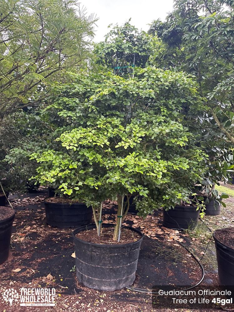 guaiacum-officinale-lignum-vitae