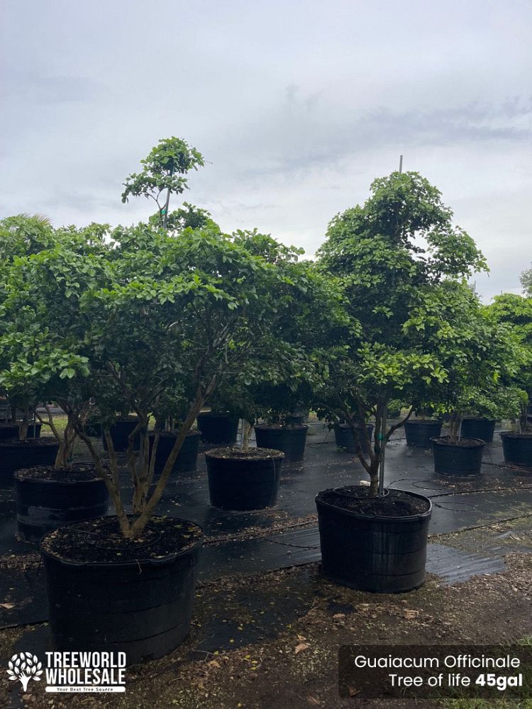 guaiacum-officinale-lignum-vitae