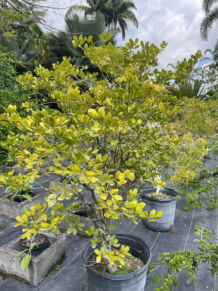 guaiacum-officinale-lignum-vitae