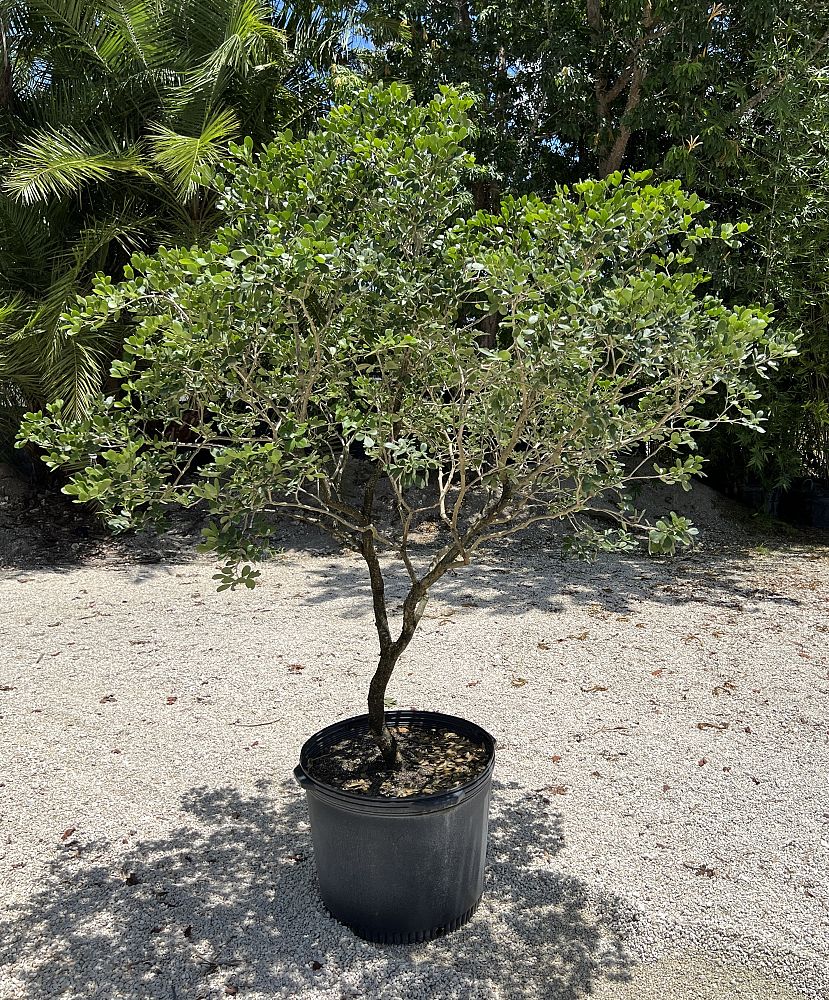 guaiacum-officinale-lignum-vitae