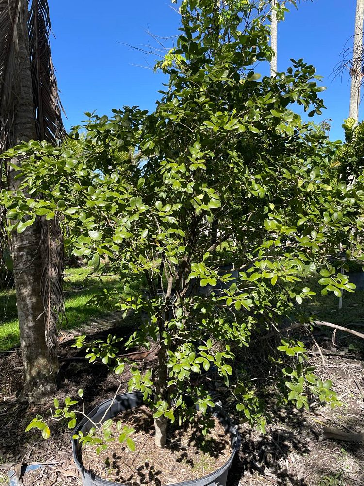 guaiacum-officinale-lignum-vitae