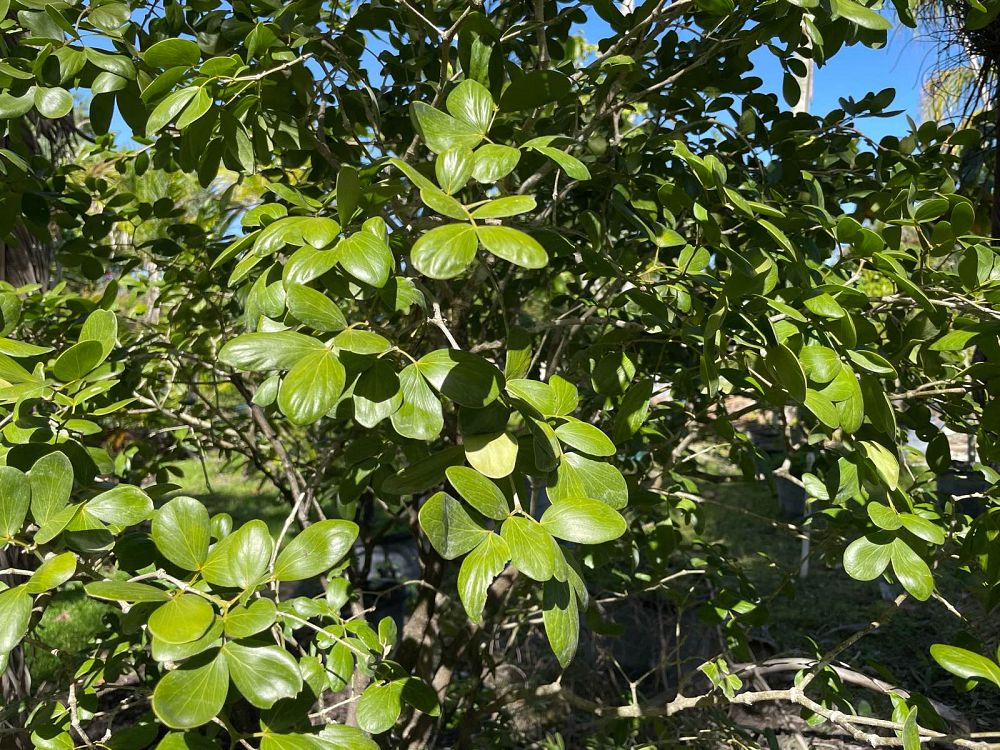 guaiacum-officinale-lignum-vitae