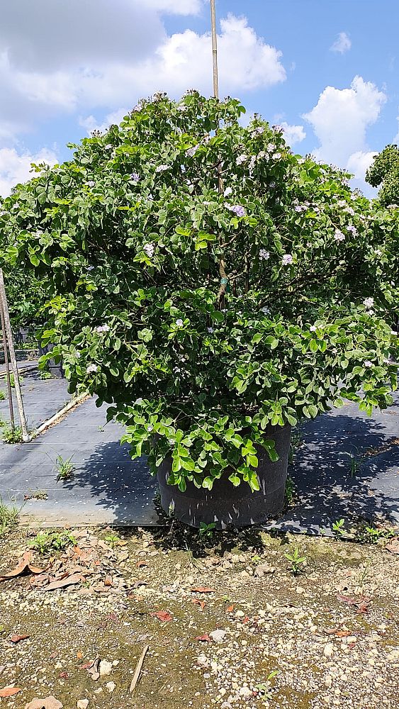 guaiacum-officinale-lignum-vitae