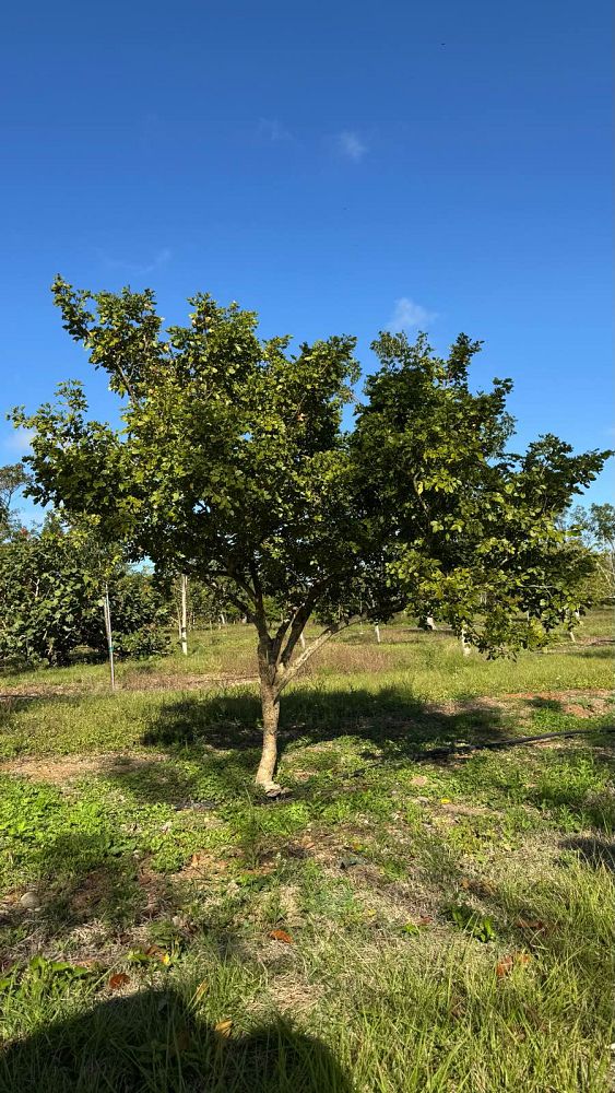 guaiacum-officinale-lignum-vitae