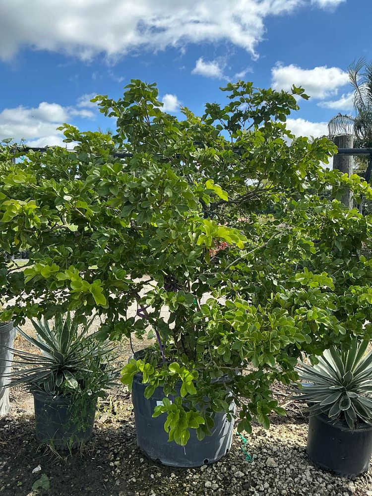 guaiacum-officinale-lignum-vitae