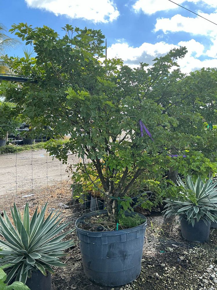 guaiacum-officinale-lignum-vitae