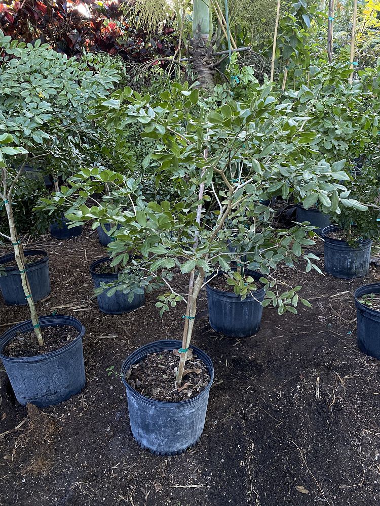 guaiacum-officinale-lignum-vitae