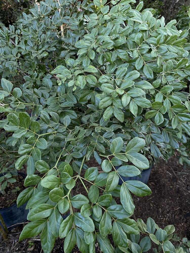 guaiacum-officinale-lignum-vitae