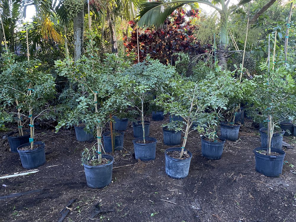guaiacum-officinale-lignum-vitae