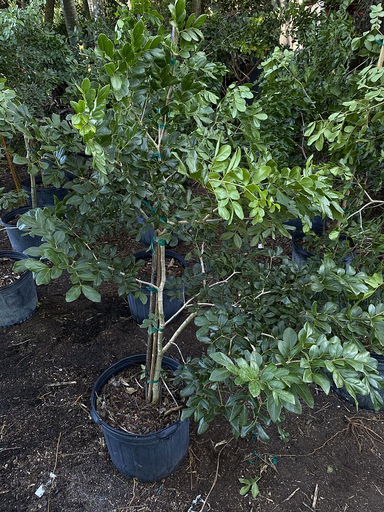guaiacum-officinale-lignum-vitae