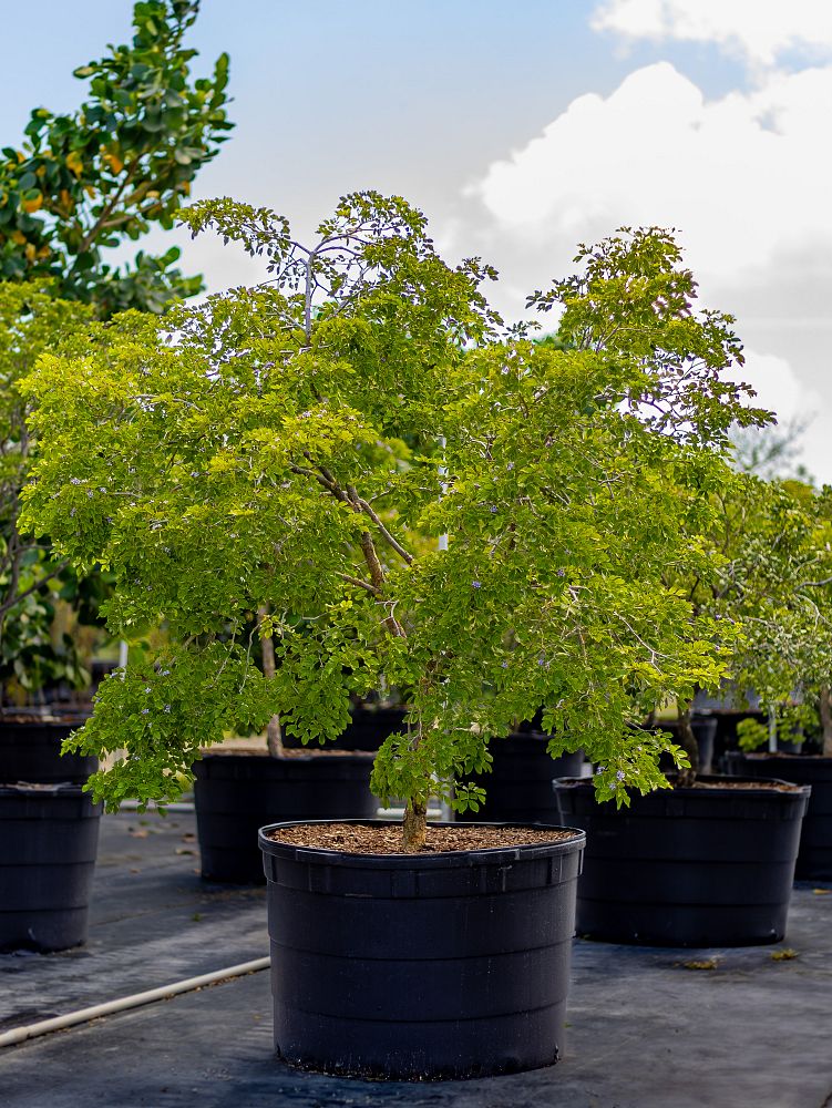 guaiacum-officinale-lignum-vitae