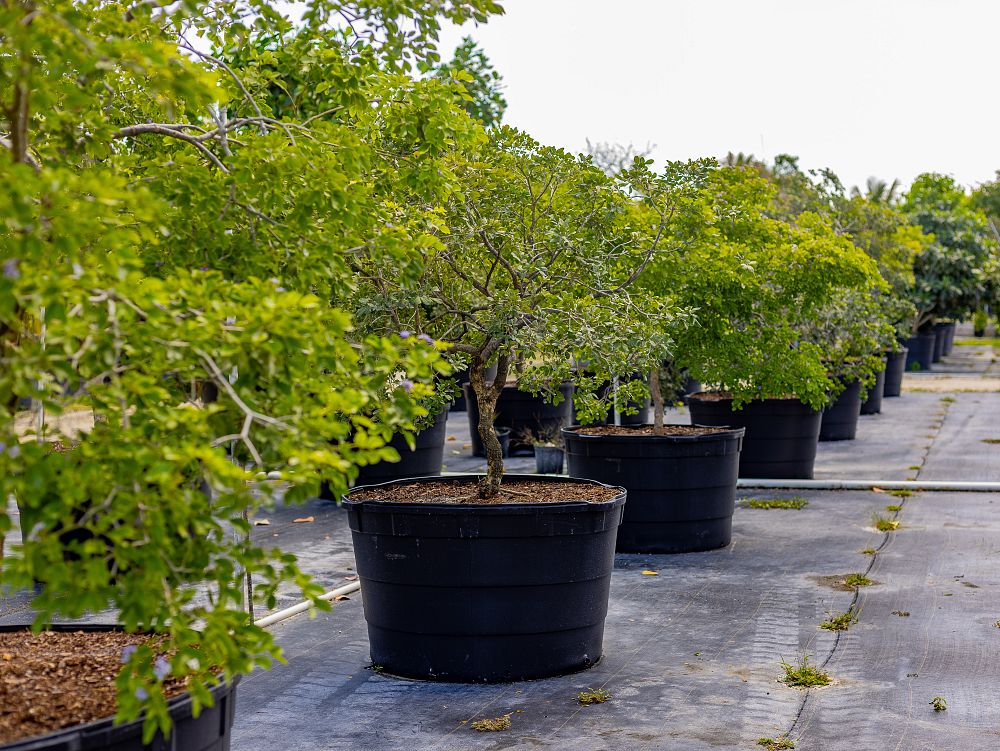 guaiacum-officinale-lignum-vitae