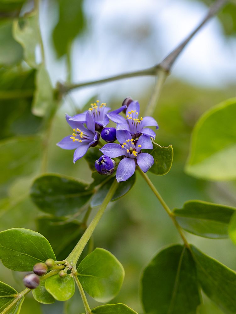 guaiacum-officinale-lignum-vitae