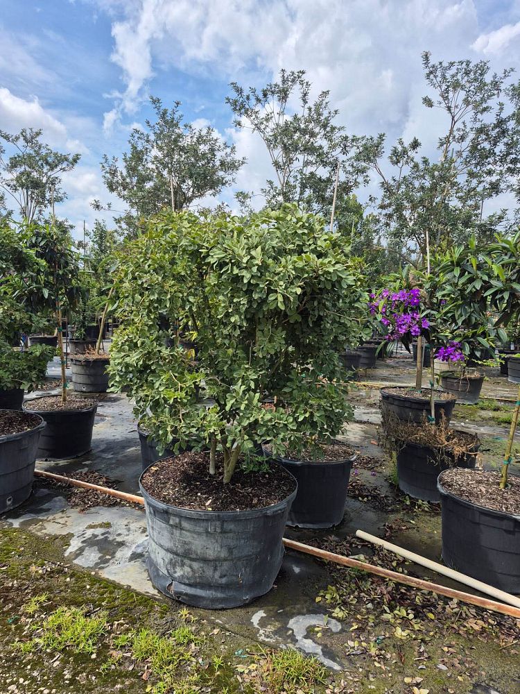 guaiacum-officinale-lignum-vitae
