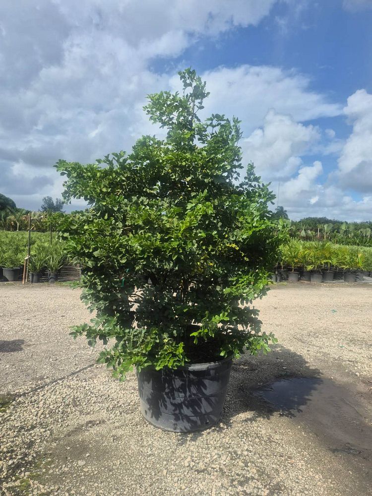 guaiacum-officinale-lignum-vitae