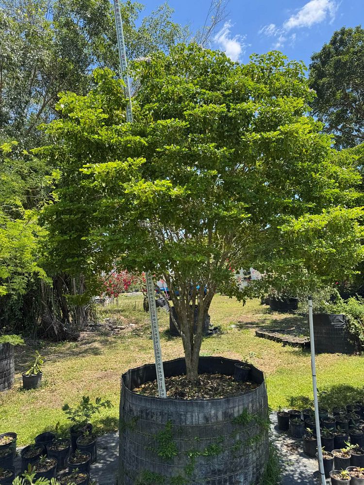 guaiacum-officinale-lignum-vitae