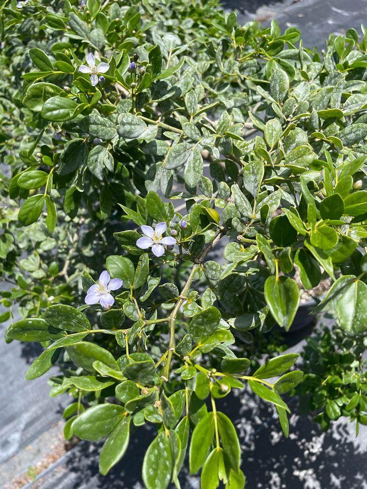 guaiacum-officinale-lignum-vitae
