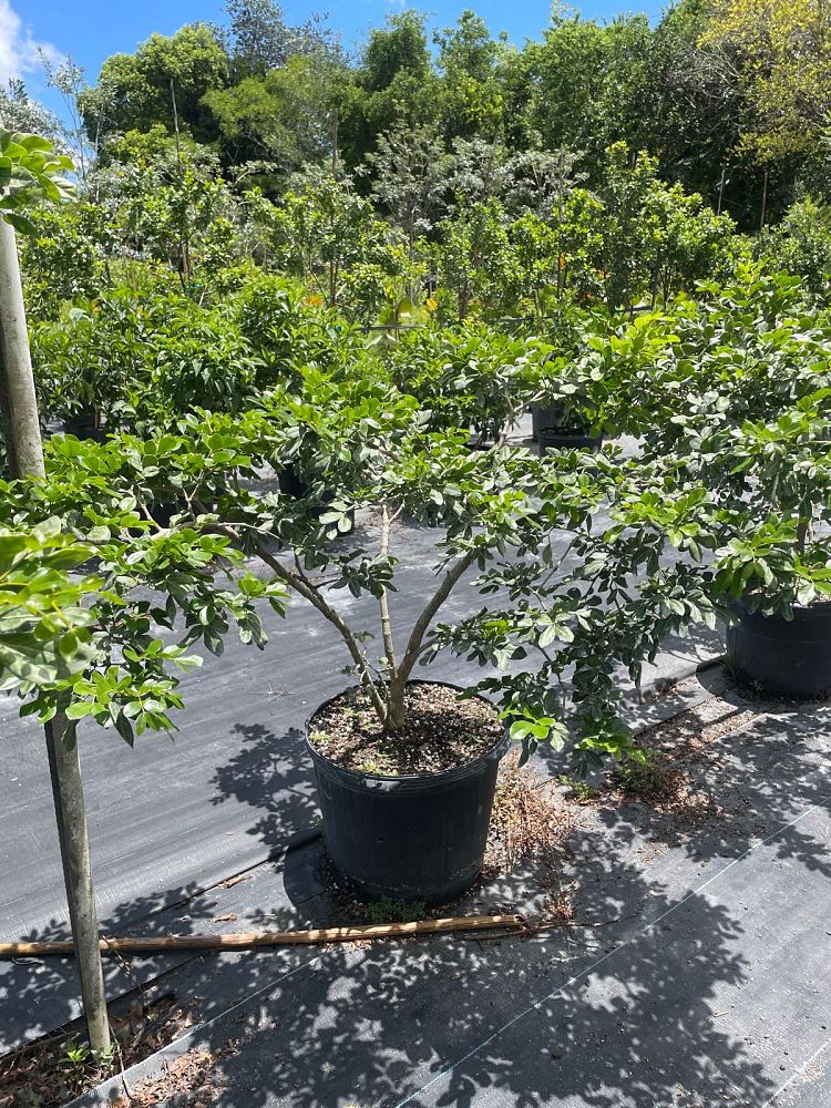 guaiacum-officinale-lignum-vitae