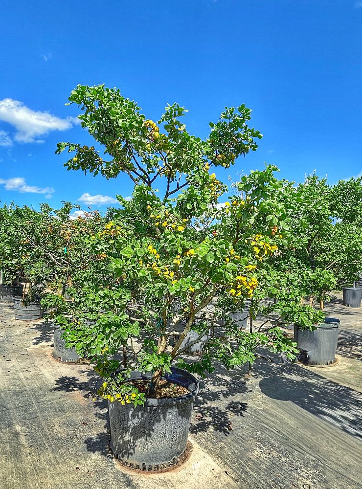 guaiacum-officinale-lignum-vitae