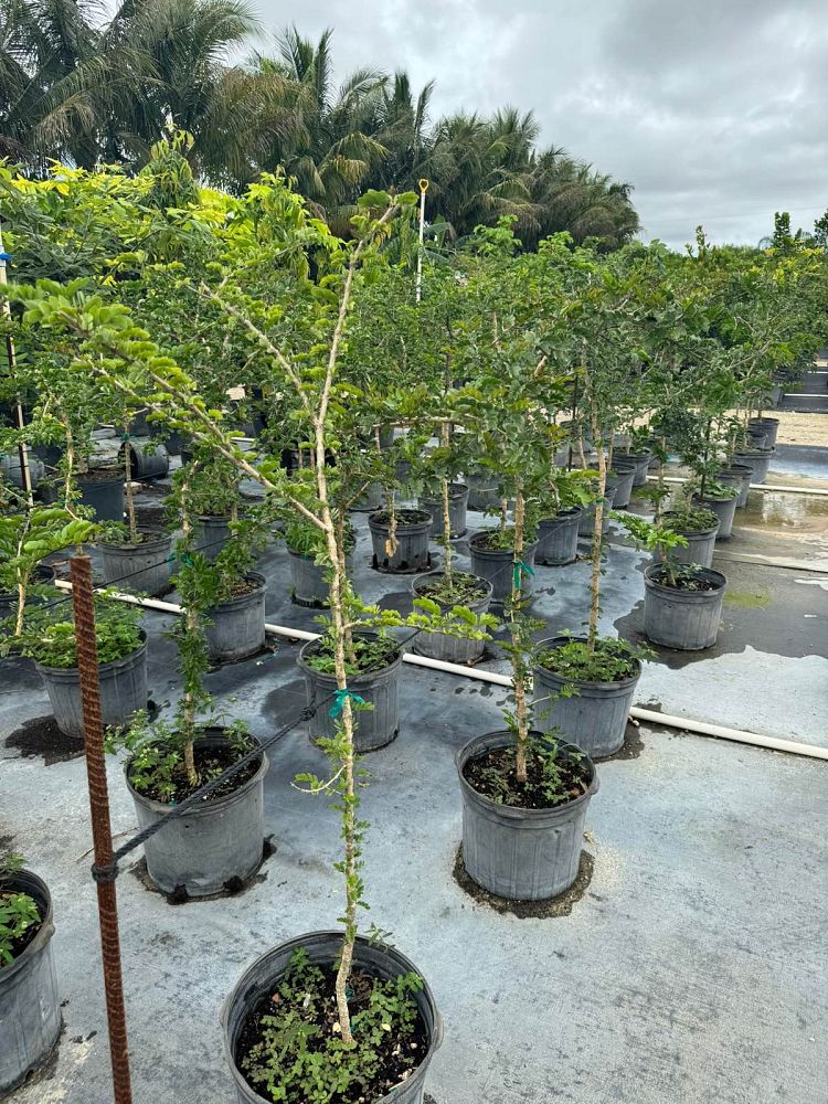 guaiacum-officinale-lignum-vitae
