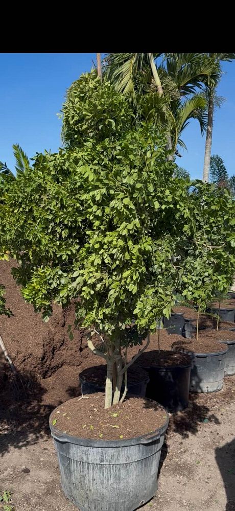 guaiacum-officinale-lignum-vitae