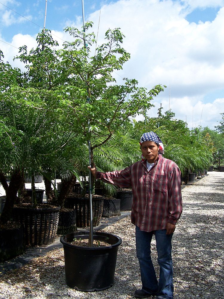 guaiacum-sanctum-lignum-vitae