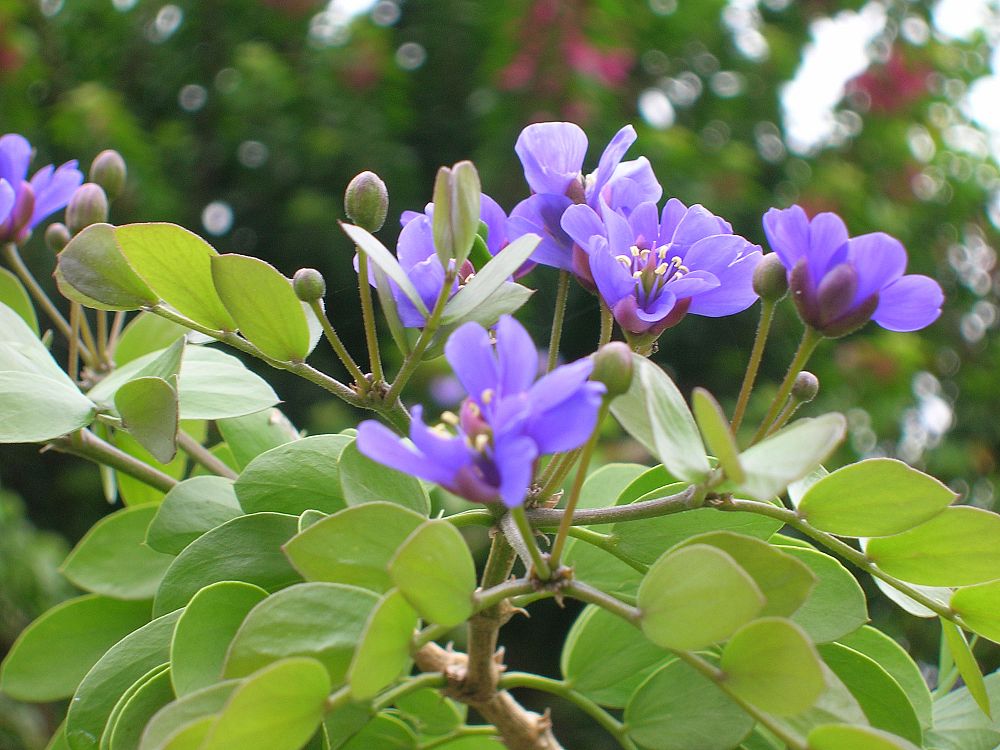 guaiacum-sanctum-lignum-vitae
