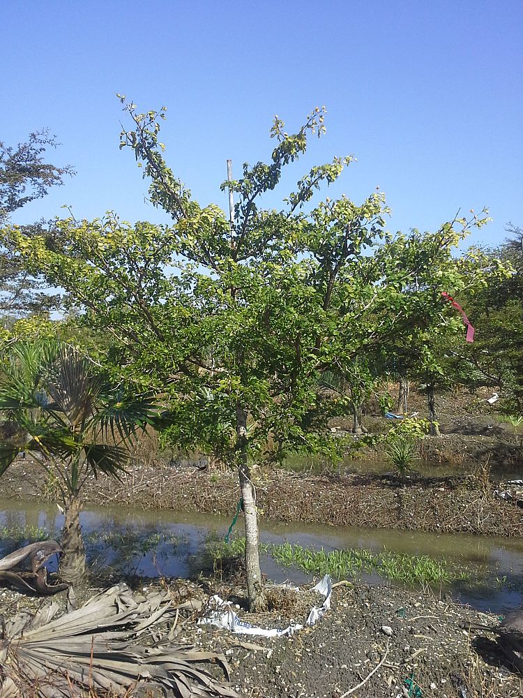 guaiacum-sanctum-lignum-vitae