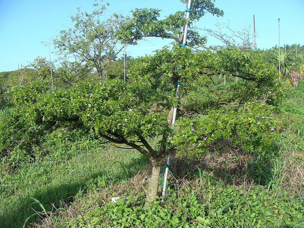 guaiacum-sanctum-lignum-vitae