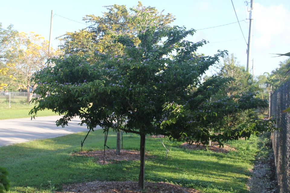 guaiacum-sanctum-lignum-vitae