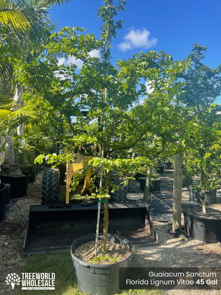 guaiacum-sanctum-lignum-vitae